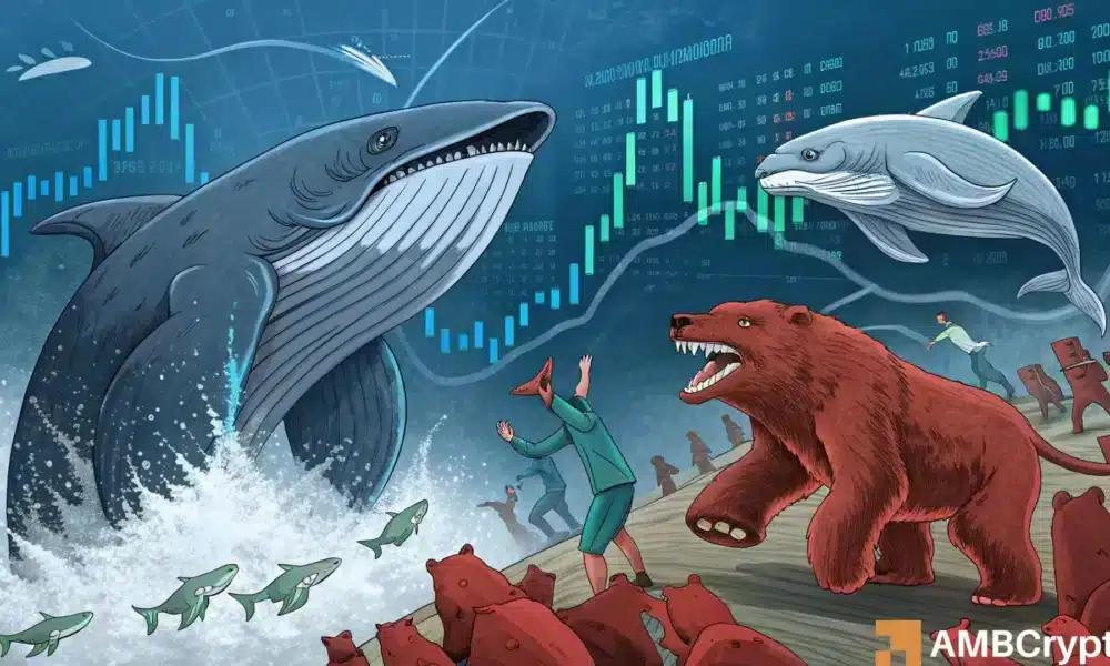 IP价格今天为何上涨 新合作关系、巨鲸需求等等……