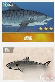 潜水员戴夫如何打虎鲨