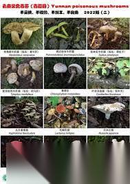 PEAK中怎么分辨蘑菇有没有毒