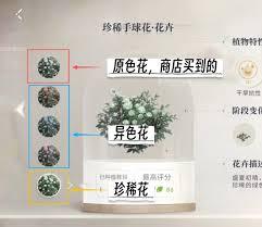 恋与深空懒人如何培育花